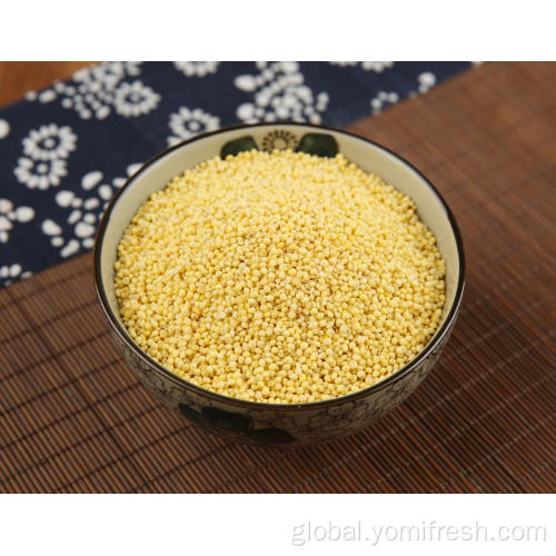Millet Rice Proso Millet Seeds Factory